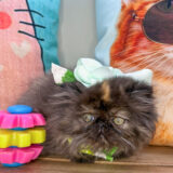 Raven Persian 02