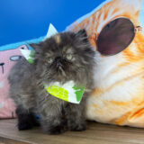 Raven Persian 03