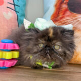 Raven Persian 04
