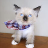 Raven Ragdoll 01