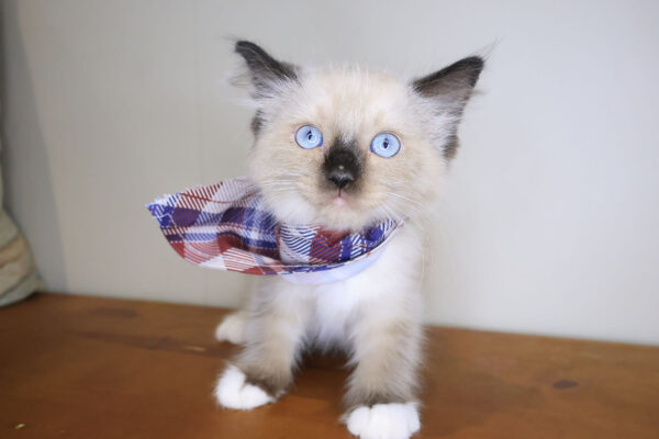 Raven Ragdoll 01