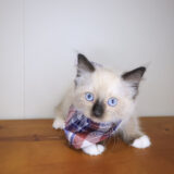 Raven Ragdoll 02
