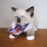 Raven Ragdoll 03
