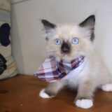 Raven Ragdoll 04