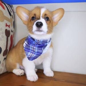 Ridge Pembroke Welsh Corgi 01