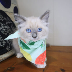 Ripley Ragdoll 01