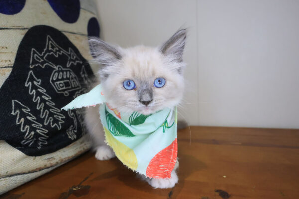 Ripley Ragdoll 01