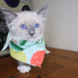 Ripley Ragdoll 03