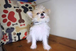Rocc Morkie 01