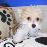 Rocc Morkie 02