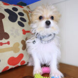 Rocc Morkie 03