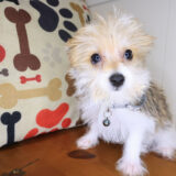 Rocc Morkie 04