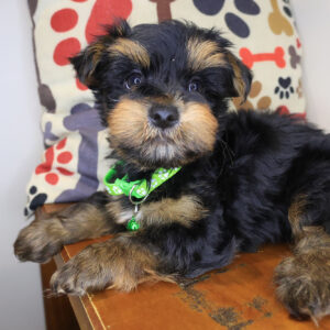 Romeo Morkie 01