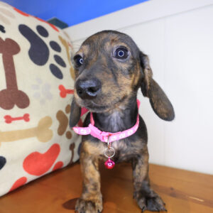 Sassy Dachshund 01
