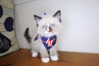 Shadow Ragdoll 01