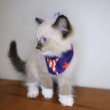 Shadow Ragdoll 03