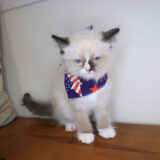 Shadow Ragdoll 04