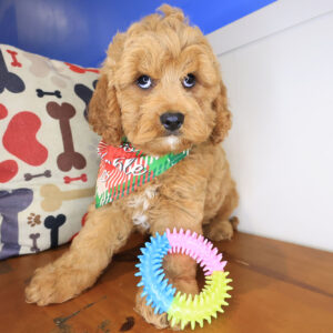 Shaggy Cavapoo 01