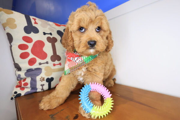 Shaggy Cavapoo 01