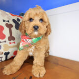 Shaggy Cavapoo 03