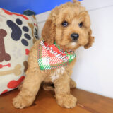 Shaggy Cavapoo 04