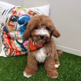 Shiro Cavapoo 01