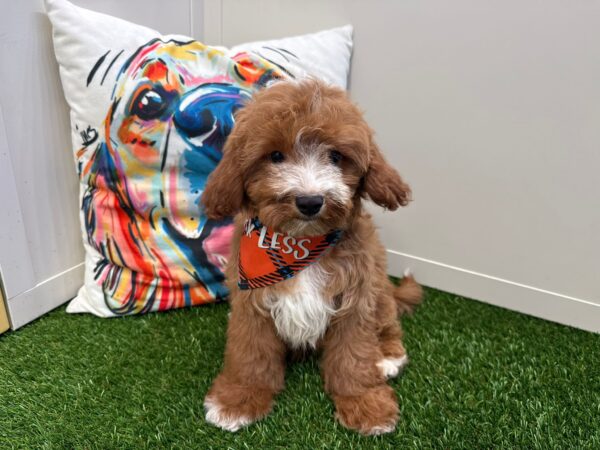 Shiro Cavapoo 01
