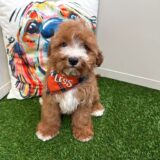 Shiro Cavapoo 02