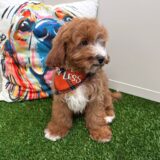 Shiro Cavapoo 03