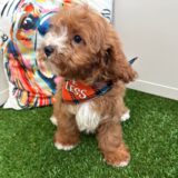 Shiro Cavapoo 04