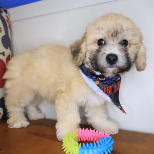 Skiper Poodle 01