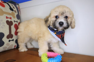 Skiper Poodle 01