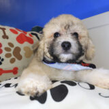 Skiper Poodle 02
