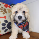 Skiper Poodle 03