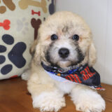 Skiper Poodle 04