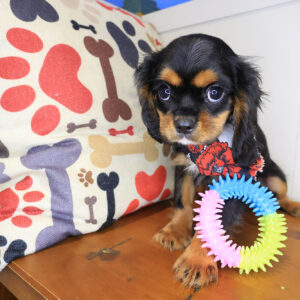 Spooky Cavalier King Charles Spaniel 01