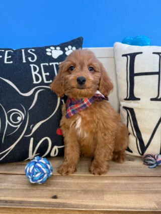 Strider Mini Goldendoodle 01