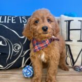 Strider Mini Goldendoodle 03