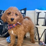 Strider Mini Goldendoodle 04