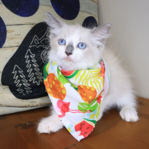 Tabitha Ragdoll 01