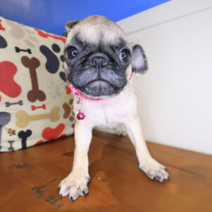 Tackle Pug 01