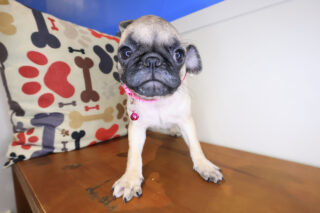 Tackle Pug 01
