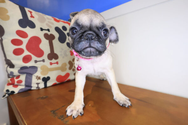 Tackle Pug 01