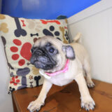 Tackle Pug 02