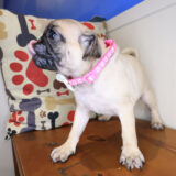 Tackle Pug 03