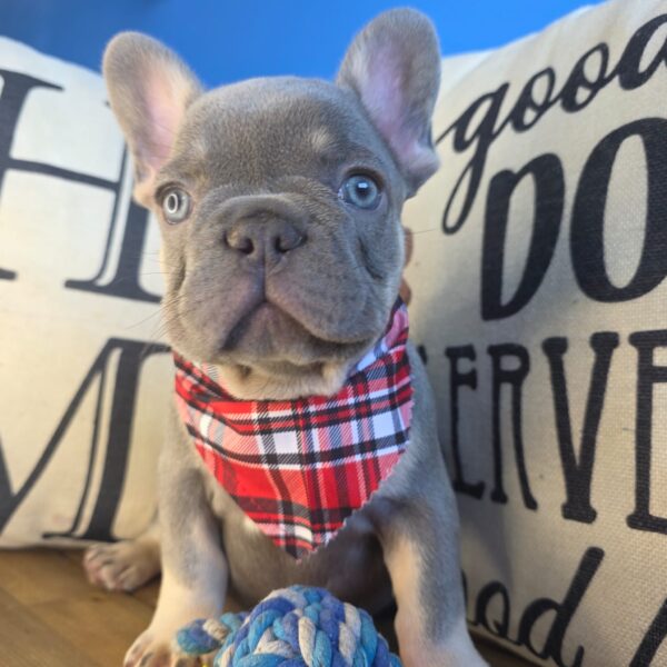 Tank French Bulldog 01