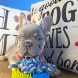 Tank French Bulldog 02
