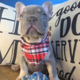 Tank French Bulldog 03