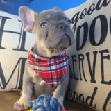 Tank French Bulldog 04