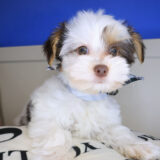 Tedd Morkie 01